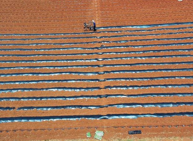 黄山(大黄山细支)价钱批发 黄山(大黄山细支)价格查询 