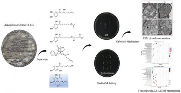 阿里山(印象细支)价钱批发 阿里山(印象细支)香烟价格表2025 