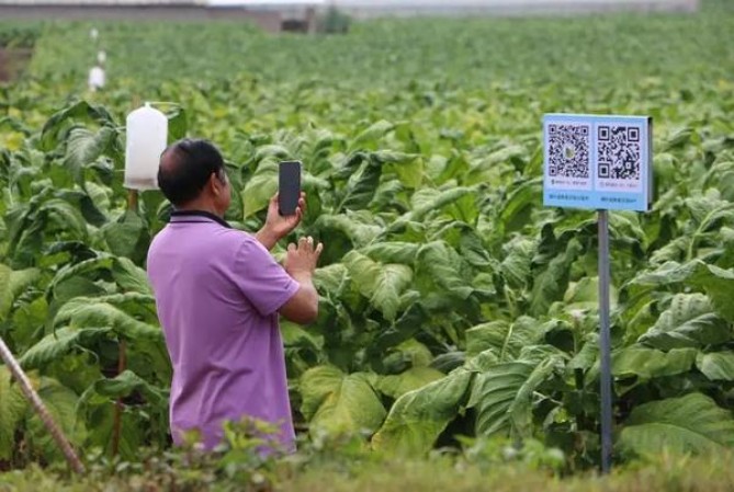 黄鹤楼(新雅韵)多少钱一盒？黄鹤楼(新雅韵)多少钱一包？