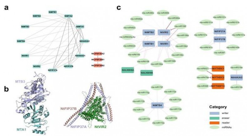 长寿(薄荷100S)价格表和图片 长寿(薄荷100S)价格表图一览表 