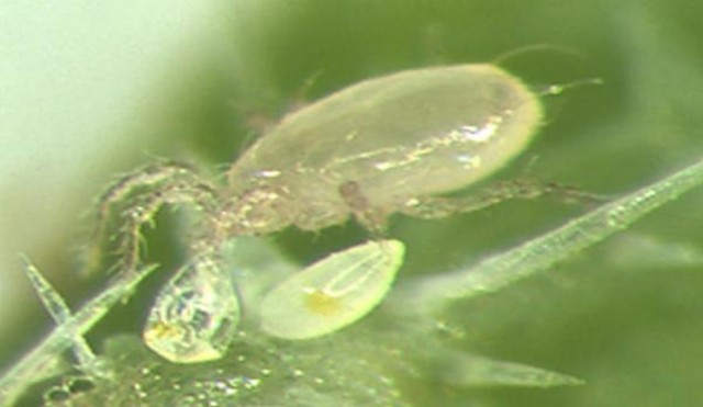 女士(玫瑰味)图片及价格查询女士(玫瑰味)多少钱一包2025？