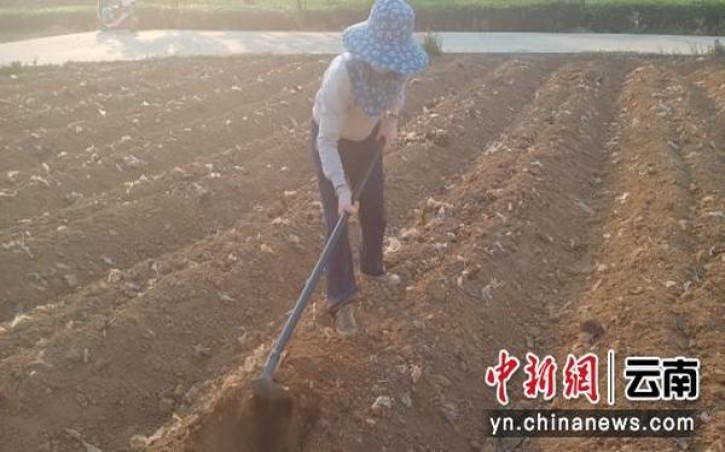 工字牌(10支小雪茄)图片及价格 工字牌(10支小雪茄)什么价格？