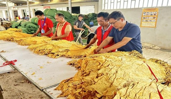 黄鹤楼(十八棵白)批发价格是多少？黄鹤楼(十八棵白)多少钱一盒？