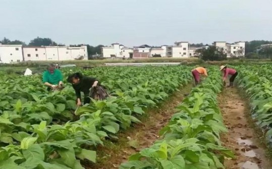 破天荒！出口云南外烟一手货源“胸有成竹”