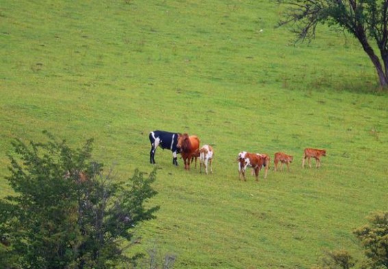 黄果树(金时代)香烟价格 黄果树(金时代)参数详解 