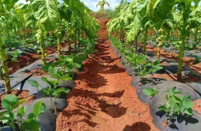 芙蓉王乐享价格查询 芙蓉王乐享价格表和图片