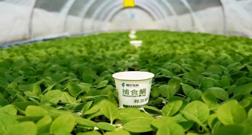 天下秀佳品新版多少钱一盒2024？天下秀佳品新版价钱批发 