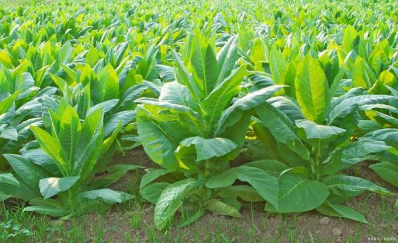 黄鹤楼冰咖香烟价格表2024 黄鹤楼冰咖价钱批发 