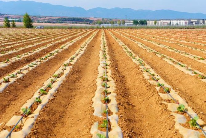 美国精神软黄日本免税版多少钱一盒？美国精神软黄日本免税版价钱批发 