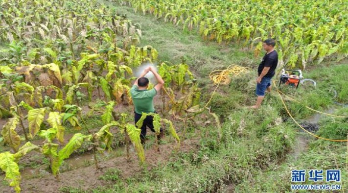 长白山(国礼人参)多少钱一包2025？长白山(国礼人参)香烟价格表2025 