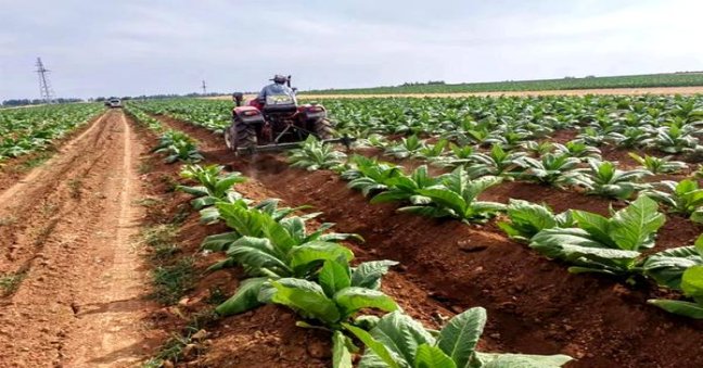 万宝路(硬白金科特迪瓦版)厂家直销，万宝路(硬白金科特迪瓦版)价钱批发