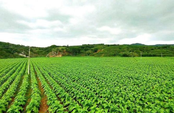 万宝路红韩版价钱批发 万宝路红韩版多少钱一盒？