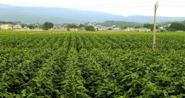 哈尔滨(世纪)价格查询 哈尔滨(世纪)价格表一览 