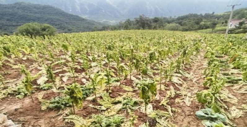 长城卓越价格表一览 长城卓越价格查询 