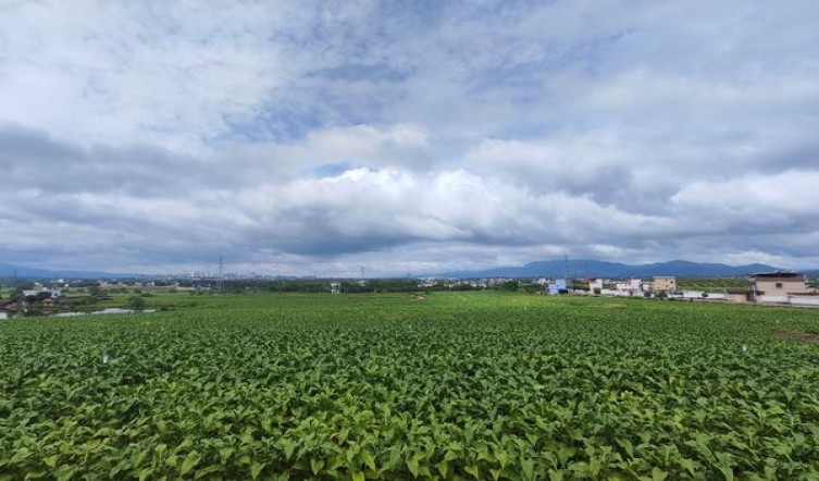 登喜路国际红 欧盟免税版香烟价格表2024 登喜路国际红 欧盟免税版多少钱一盒？