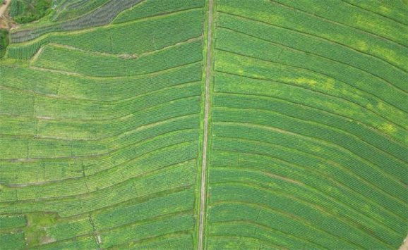 长城丝路多少钱一盒2024？长城丝路价格查询 