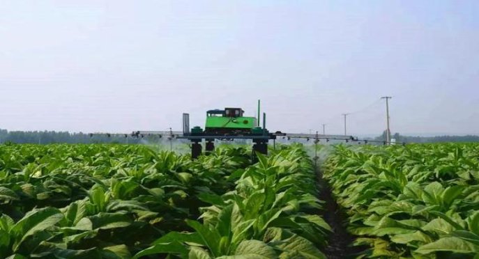 红山茶硬白价格查询 红山茶硬白什么价格？