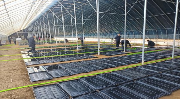 长寿(好运)价格表和图片 长寿(好运)多少钱一包2025？