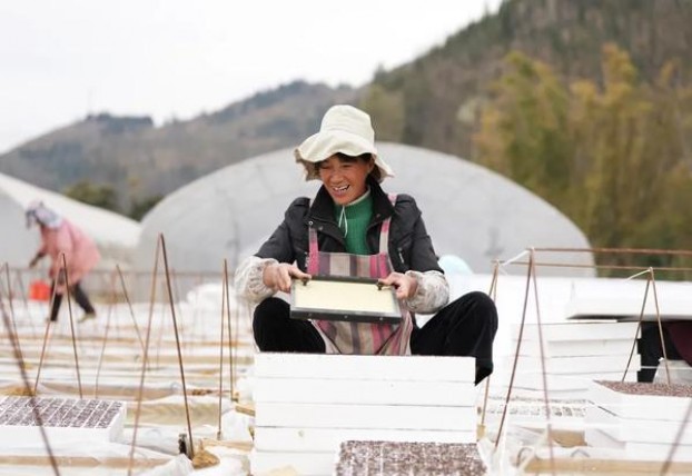 渡江(红)批发价格是多少？渡江(红)价格表和图片 