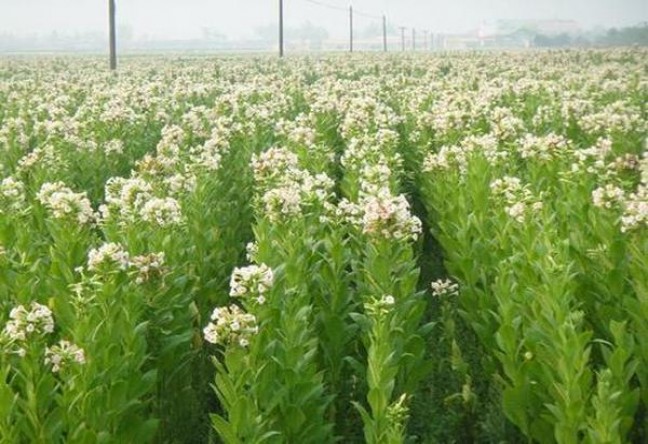 百乐(希腊酸奶日税版)价钱批发 百乐(希腊酸奶日税版)多少钱一包2025？