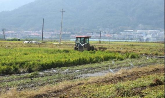 好彩黑绿蓝莓爆珠什么价格？好彩黑绿蓝莓爆珠多少钱一盒？