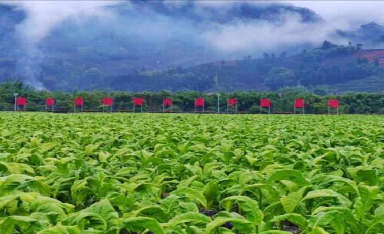 丹纳曼(单支装黑筒雪茄)价格表一览 丹纳曼(单支装黑筒雪茄)图片及价格 