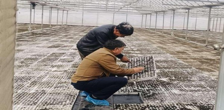 红双喜(软港版)香烟价格表2025 红双喜(软港版)价格表图一览表 