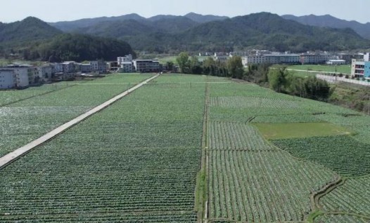 桫椤(新时代)价格表图一览表 桫椤(新时代)多少钱一包2025？