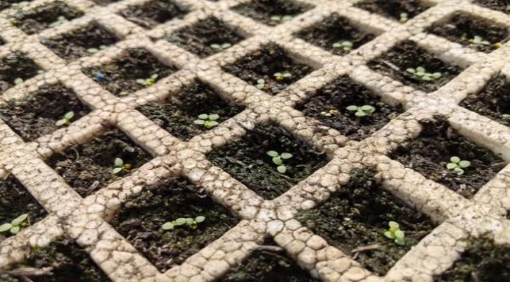 和平(淡味)多少钱一盒2025？和平(淡味)香烟正品价格表 