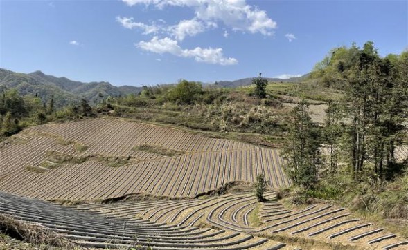 万宝路(硬红厄瓜多尔含税版)价钱批发 万宝路(硬红厄瓜多尔含税版)批发价格是多少？