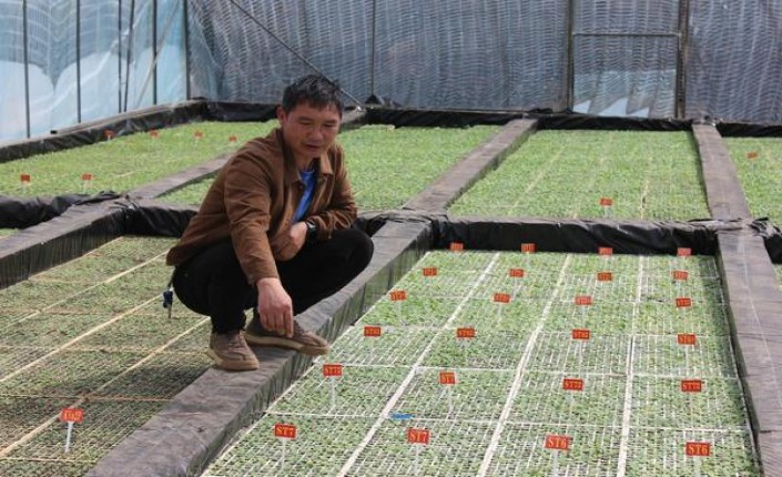 绝对(软短支)价格表图一览表 绝对(软短支)图片及价格查询