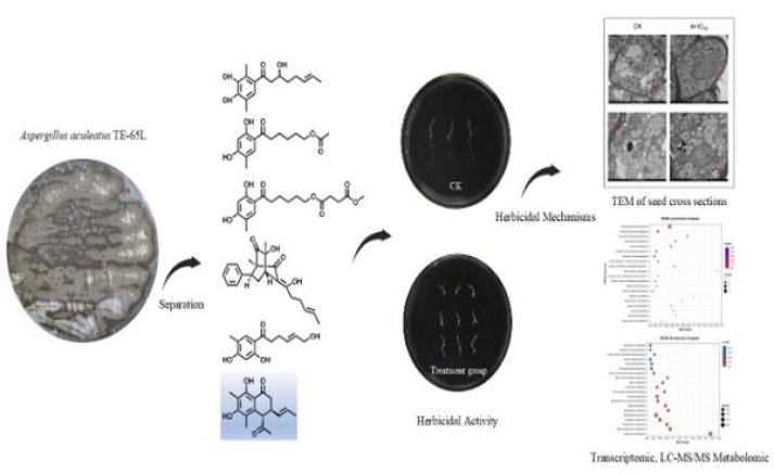 云斯顿碳滤嘴超淡味价格表图一览表 云斯顿碳滤嘴超淡味价格表一览 