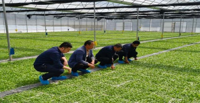 黄鹤楼桃花岛价格表和图片黄鹤楼桃花岛香烟价格表2024 