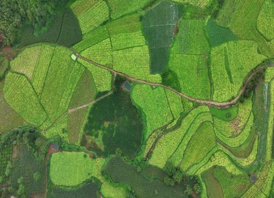 红双喜珍品江山价钱批发 红双喜珍品江山价钱批发 