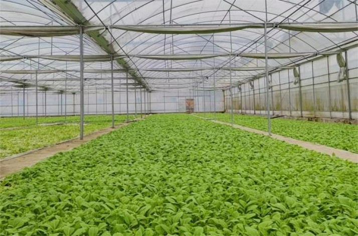 紫气东来(吉祥天下红盒)参数详解 紫气东来(吉祥天下红盒)价钱批发 