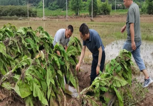 长白山(国礼人参)价格查询 长白山(国礼人参)香烟价格表2025 