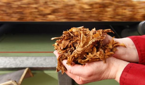 黄鹤楼(1mg)价钱批发 黄鹤楼(1mg)批发价格是多少？