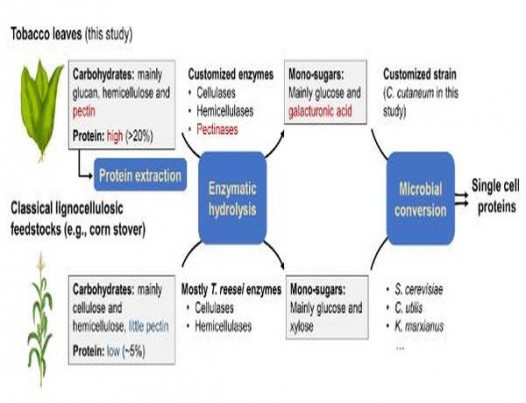 云烟(香格里拉短支)参数详解 云烟(香格里拉短支)多少钱一盒？