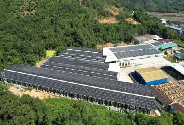 好彩(硬红日免版)批发，好彩(硬红日免版)什么价格？