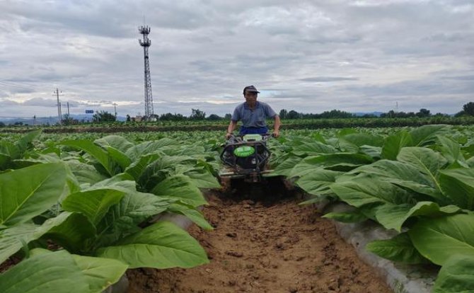 黄金叶金芒果多少钱一包？黄金叶金芒果价格表图一览表 