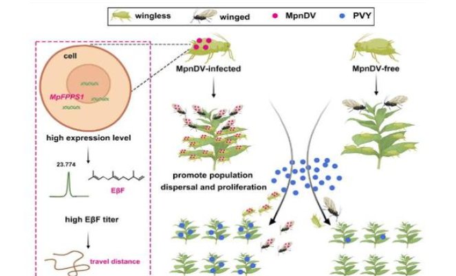 KOOLFK 硬日版价格表图一览表 KOOLFK 硬日版什么价格？