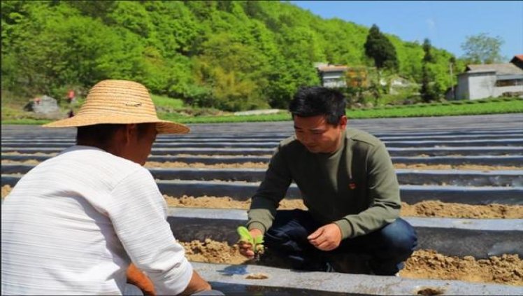 兰州心如意价格表和图片兰州心如意多少钱一盒2024？