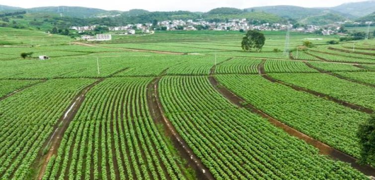 今日公布！免税烟代购网站“苍松翠柏”