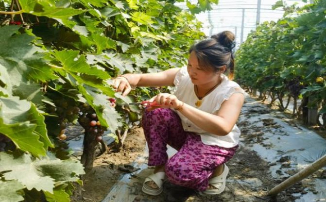 细探！利事硬蓝云霄烟的进货秘密