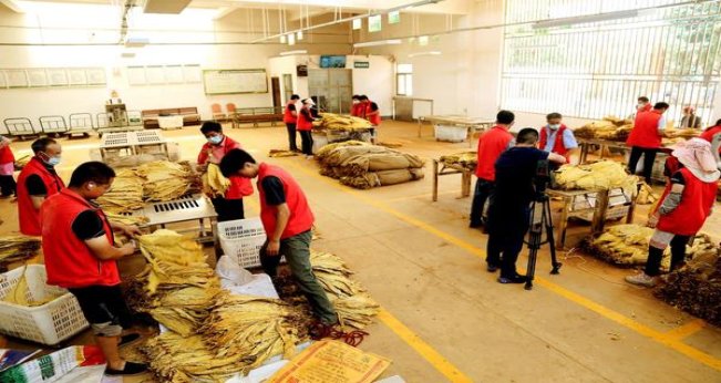 红河(云上梯田)厂家渠道，红河(云上梯田)多少钱一盒？