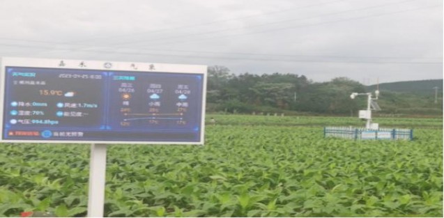 桫椤(红)价格表和图片 桫椤(红)图片及价格 