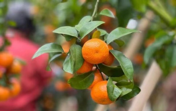 冬虫夏草(红中支)价格查询 冬虫夏草(红中支)香烟价格表2025 