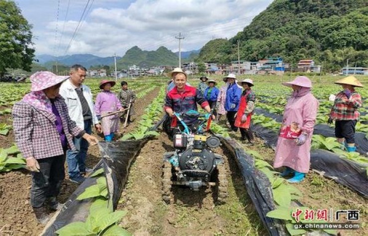 热点讨论！福建云霄烟丝价格“财源广进”