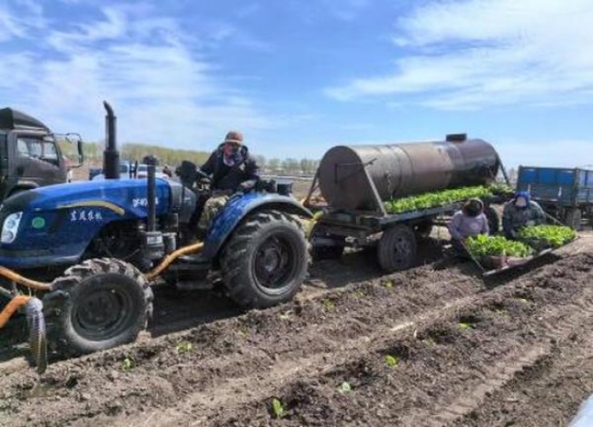 红双喜(11mg)价格表一览 红双喜(11mg)图片及价格 