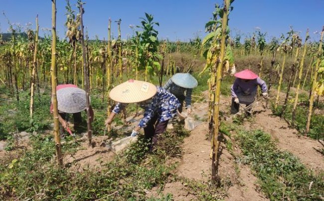 兰州(硬红)多少钱一盒2025？兰州(硬红)价格表一览 